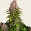 Pink Kush - Image 3