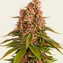 Pink Kush - Image 4