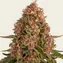 Pink Kush - Image 5