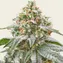 Pink Kush - Image 1