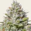 Blue Gelato 41 - Image 2