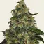 Blue Gelato 41 - Image 3