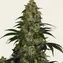 Blue Gelato 41 - Image 4