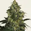 Blue Gelato 41 - Image 5