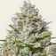 Blue Gelato 41 - Image 1