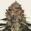 Shiskaberry - Image 2