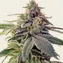 Shiskaberry - Image 3