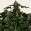 Shiskaberry - Image 4