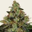 Shiskaberry - Image 5