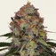 Shiskaberry - Image 1