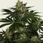 Gorilla Z - Image 5