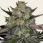 Gorilla Z - Image 2