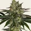 Gorilla Z - Image 3