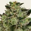 Gorilla Z - Image 4
