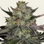 Gorilla Z - Image 1