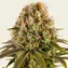 Strawberry Lemonade - Image 2
