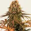 Strawberry Lemonade - Image 3