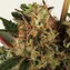 Strawberry Lemonade - Image 4