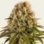 Strawberry Lemonade - Image 1