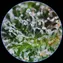 Microscope - Quality control - Image 2