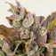 LSD Auto - Image 4