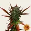 Glue Gelato Auto - Image 5