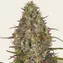 Glue Gelato Auto - Image 2