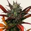 Glue Gelato Auto - Image 3
