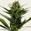 Glue Gelato Auto - Image 4