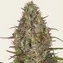 Glue Gelato Auto - Image 1