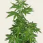 Original Z OG Auto - Image 5