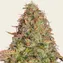 Original Z OG Auto - Image 2