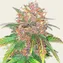 Original Z OG Auto - Image 3