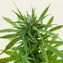 Original Z OG Auto - Image 4
