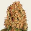 Orange Sherbert - Image 2
