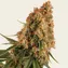 Orange Sherbert - Image 3