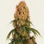 Orange Sherbert - Image 4