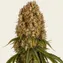 Orange Sherbert - Image 5