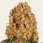 Orange Sherbert - Image 1