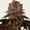 Purple Punch - Image 2