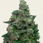 Purple Punch - Image 3