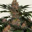 Purple Punch - Image 4