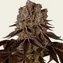 Purple Punch - Image 1