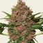 Purple Punch Auto - Image 3
