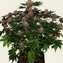 Purple Punch Auto - Image 4