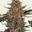 Purple Punch Auto - Image 5