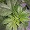 Afghan Hash Plant - Regular - Image 3
