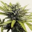 Afghan Hash Plant - Regular - Image 1