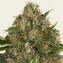 G13 Haze - Regular - Image 2