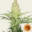 G13 Haze - Regular - Image 3